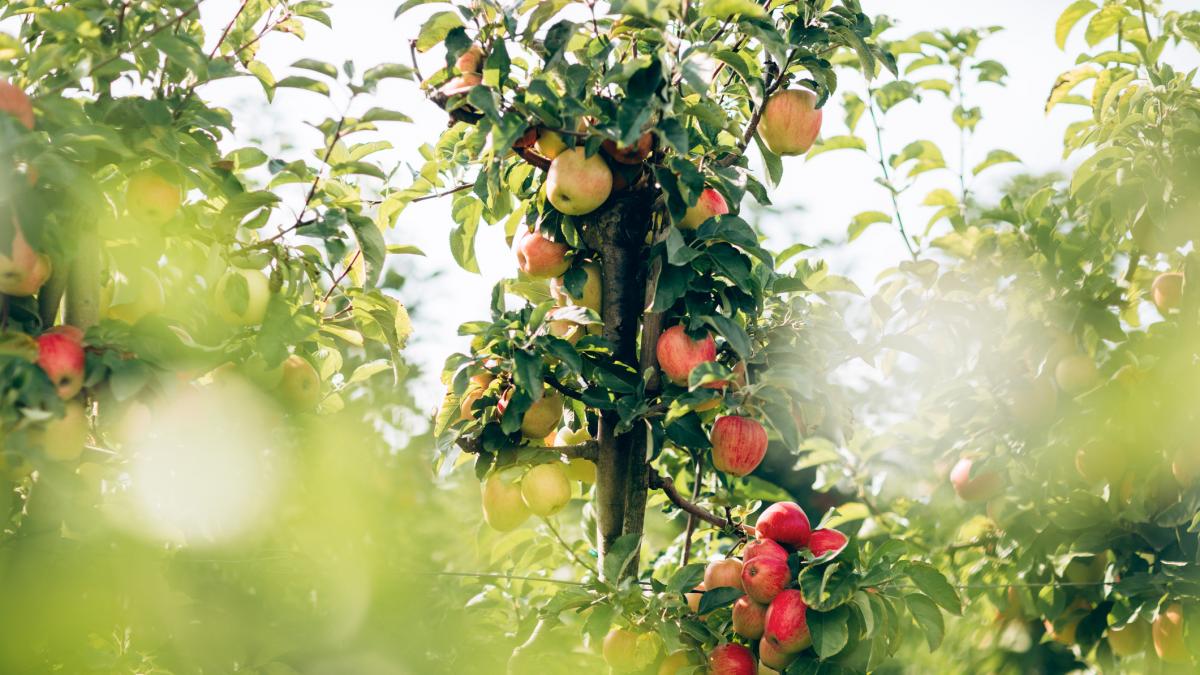 Los horticultores coinciden: no hay que adaptar los manzanos al clima futuro, sino hacerlos adaptables a uno imprevisible para que sobrevivan