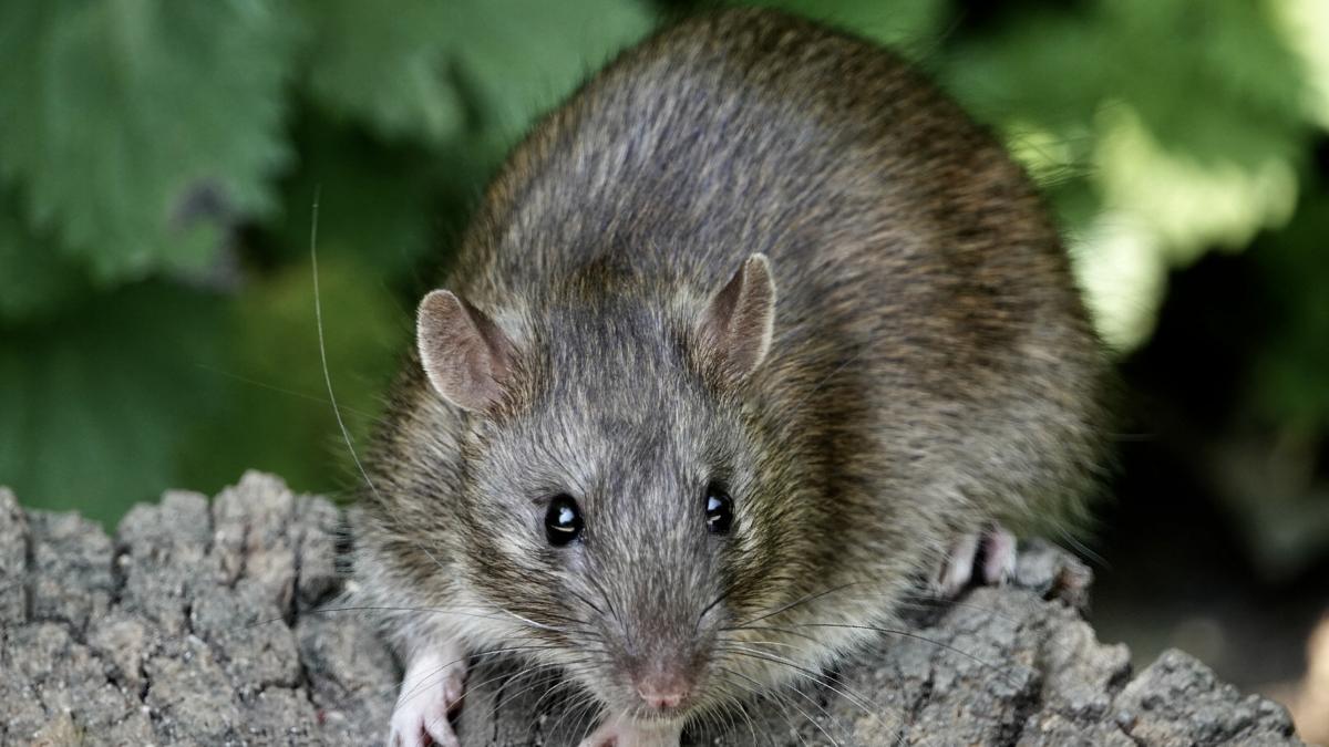 Preocupación en Europa por la rata del tamaño de un gato que deambula ...