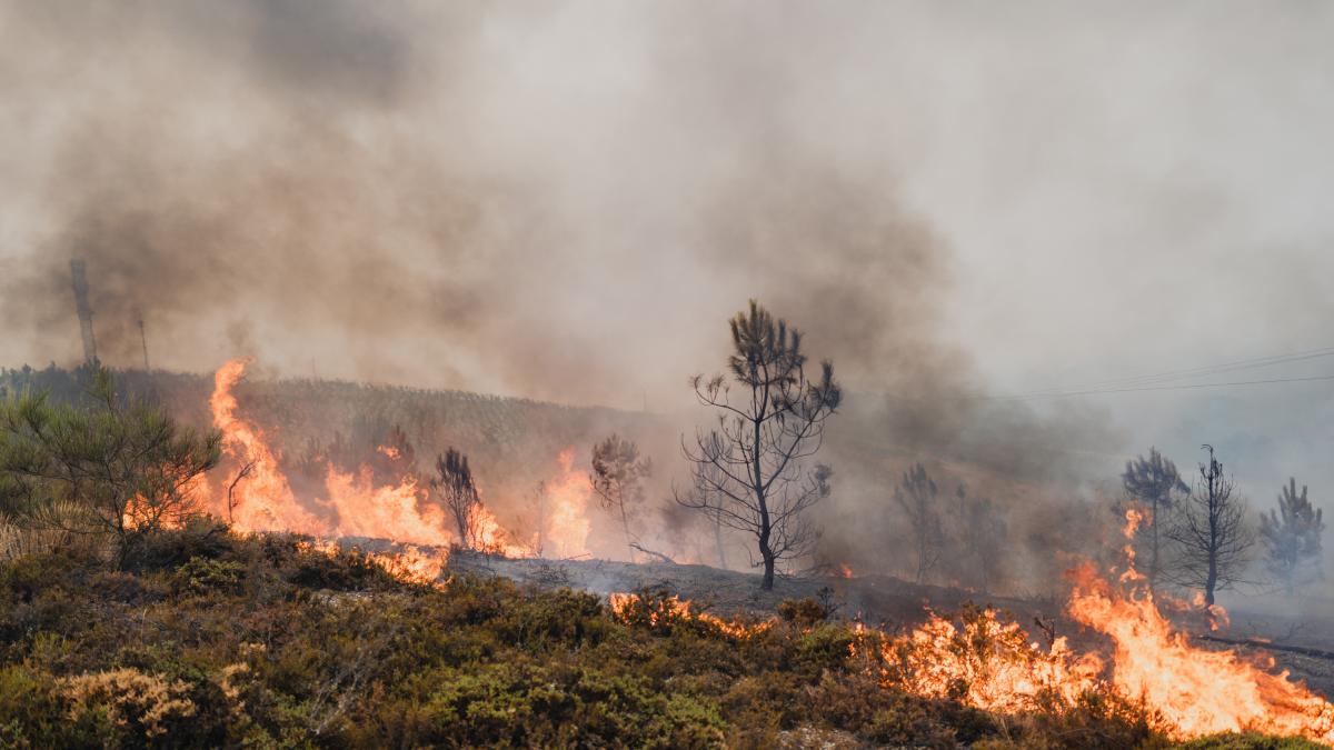 El humo de los incendios forestales puede ser más letal que el fuego ...
