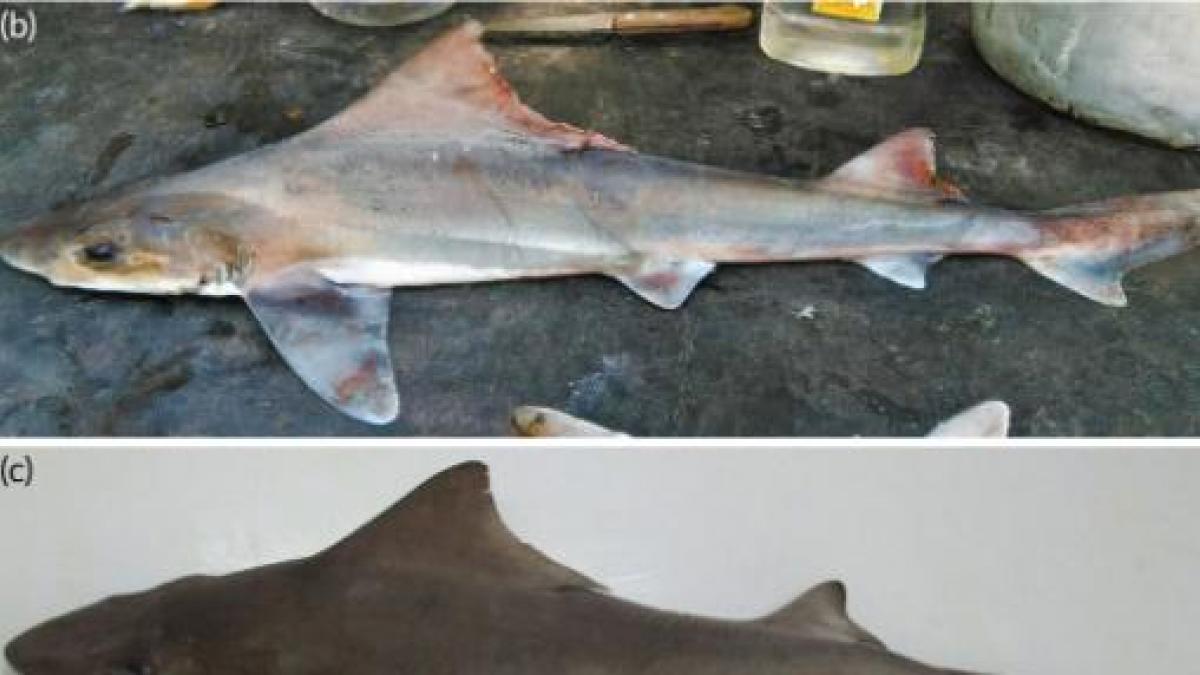 Avistan por primera vez en cinco décadas una rara especie de tiburón ...
