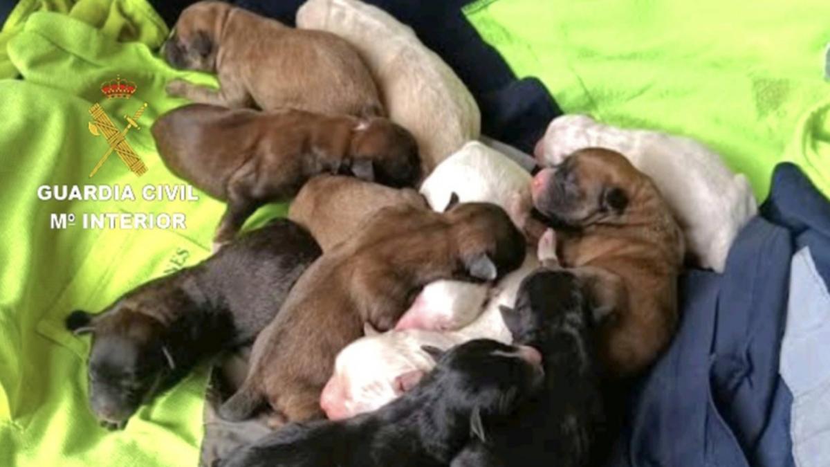 Investigan a un hombre en Pontevedra por enterrar vivos a varios cachorros de perro