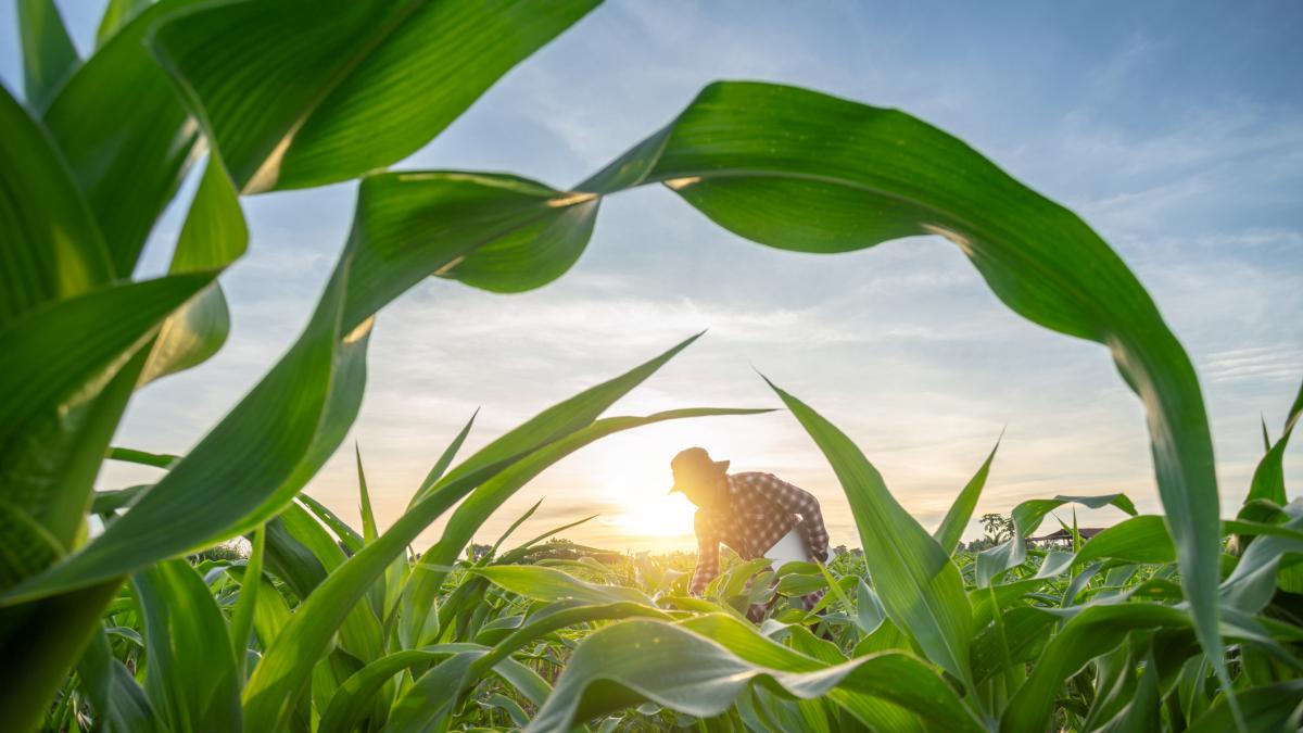 Francisco, agricultor, sobre la ausencia de jóvenes dispuestos a realizar su trabajo:  No quieren ser profesionales de nada 