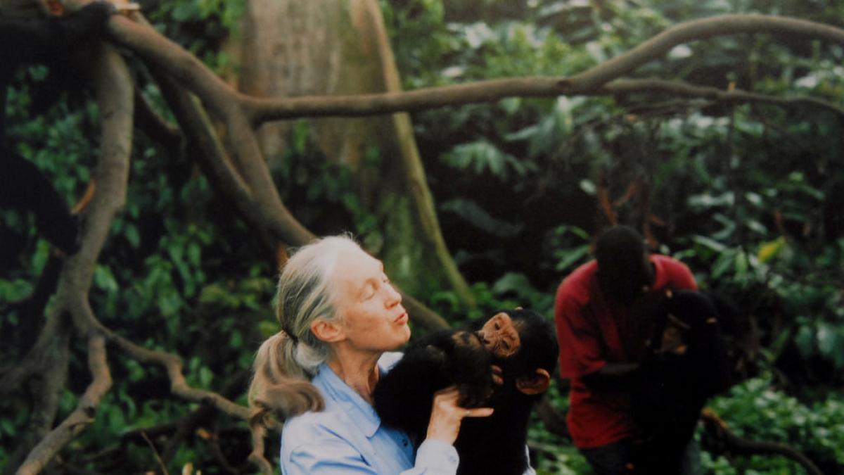 Netflix libera lo 'nunca revelado' por Jane Goodall en una conmovedora ...