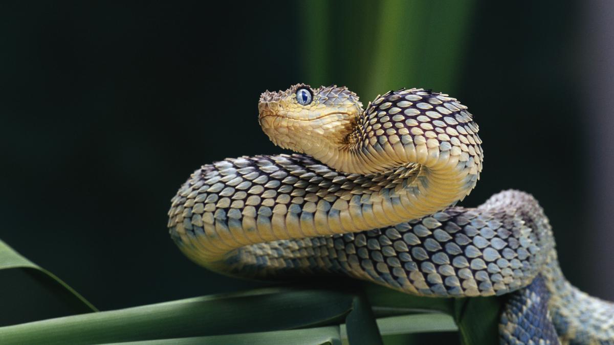 Los sabios de las serpientes se reúnen en Barcelona y 160 de ellos lanzan una advertencia sobre el estado de los reptiles