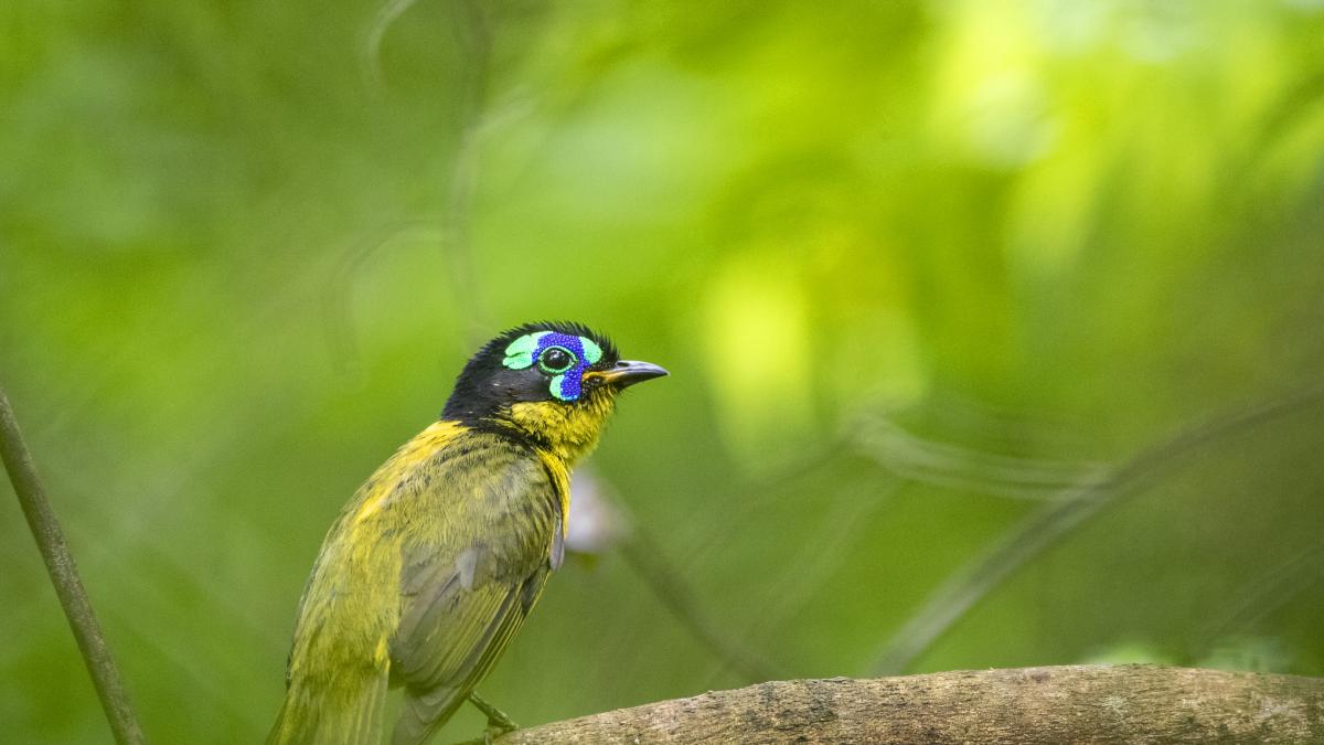Alarma por el fenómeno que está ocurriendo a más de la mitad de especies de aves del mundo