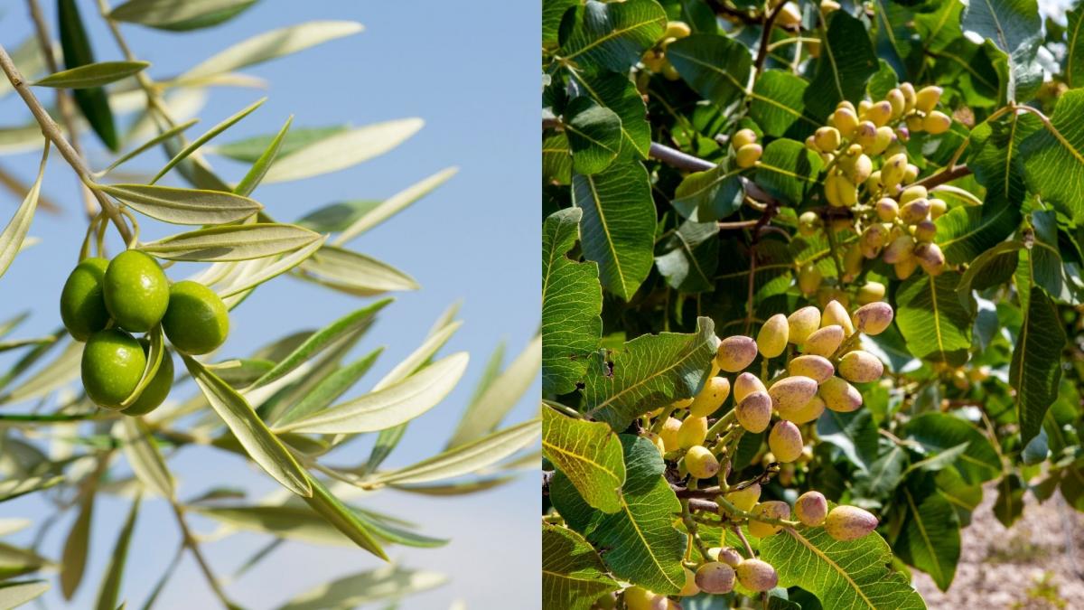 Al olivo de Jaén le sale competidor con el cultivo que más crece en la provincia y por el que se conceden ayudas de hasta 700.000 euros