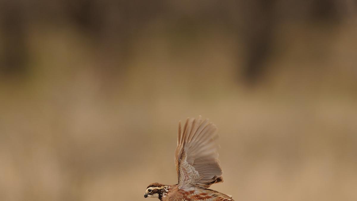 Científicos ponen GP s a cinco codornices en Ciudad Real y los viajes insólitos abren nuevas posibilidades en su seguimiento