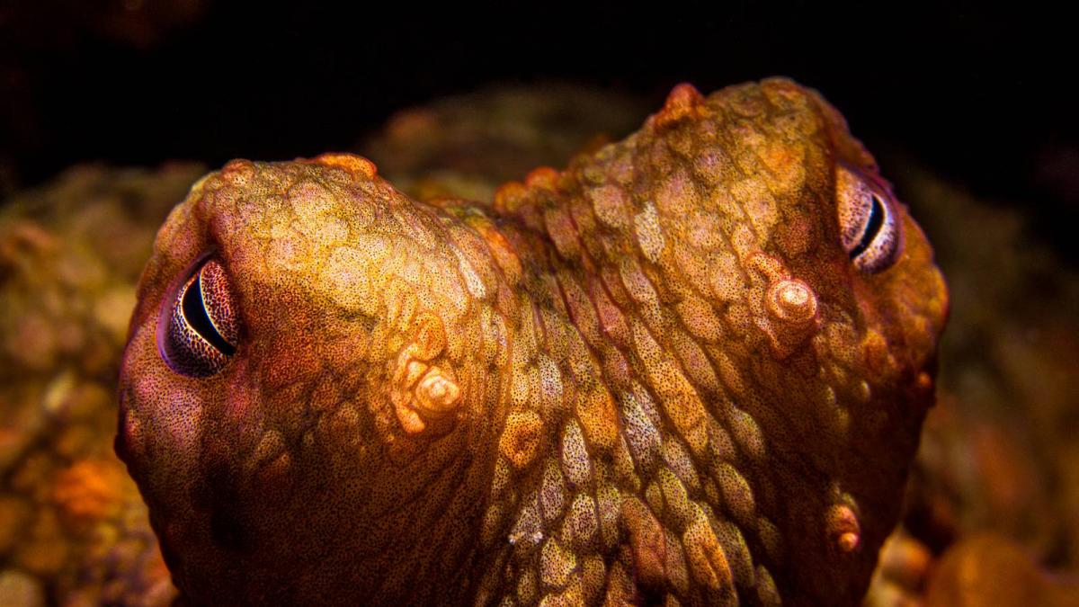 Se desata una extraña disputa en Gran Canaria por un millón de pulpos y Alemania lo observa todo con desconcierto