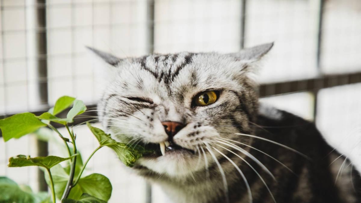 Condenan a un gato con un &quot;arresto domiciliario&quot; por visitar al vecino y multan a su dueña con 1.250 euros