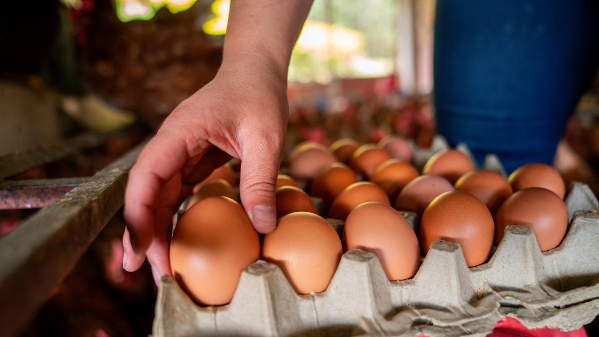 Alarma tras descubrir las condiciones reales detrás de las etiquetas de los huevos de gallinas camperas en los supermercados