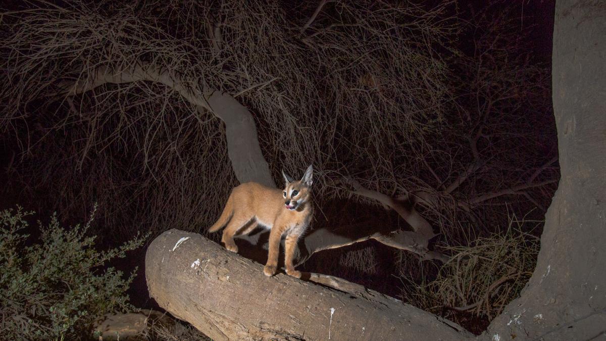 Colocan cámaras trampa y logran capturar a uno de los felinos más raros: &quot;Menos de 250 deben sobrevivir en estado salvaje&quot;