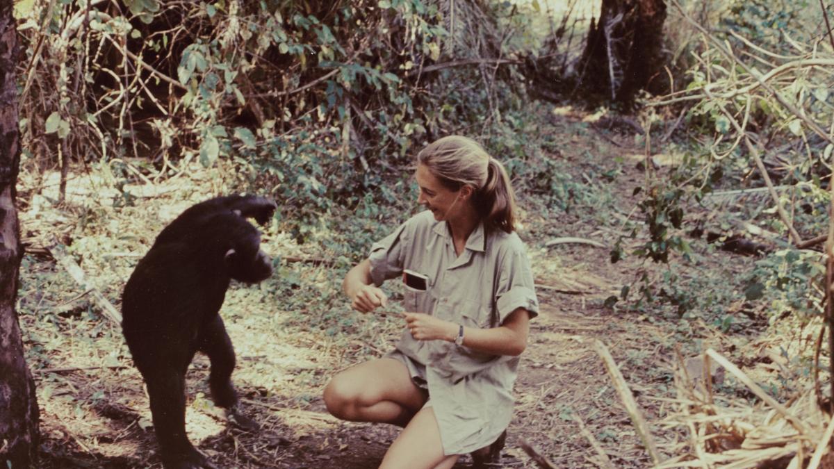 En el homenaje de despedida a Jane Goodall en Madrid: &quot;Celebramos a un homo sapiens que, entre tantos que nos dan vergüenza a diario, era extraordinario&quot;
