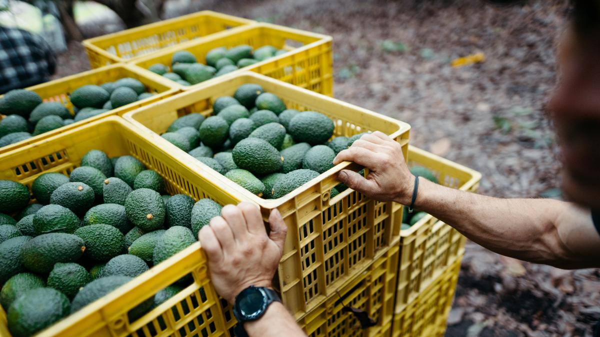 Paco, agricultor malagueño de toda la vida:  Sacamos unas 7 toneladas de oro verde y lo vendemos a tres euros el kilo, son 18.000 euros 