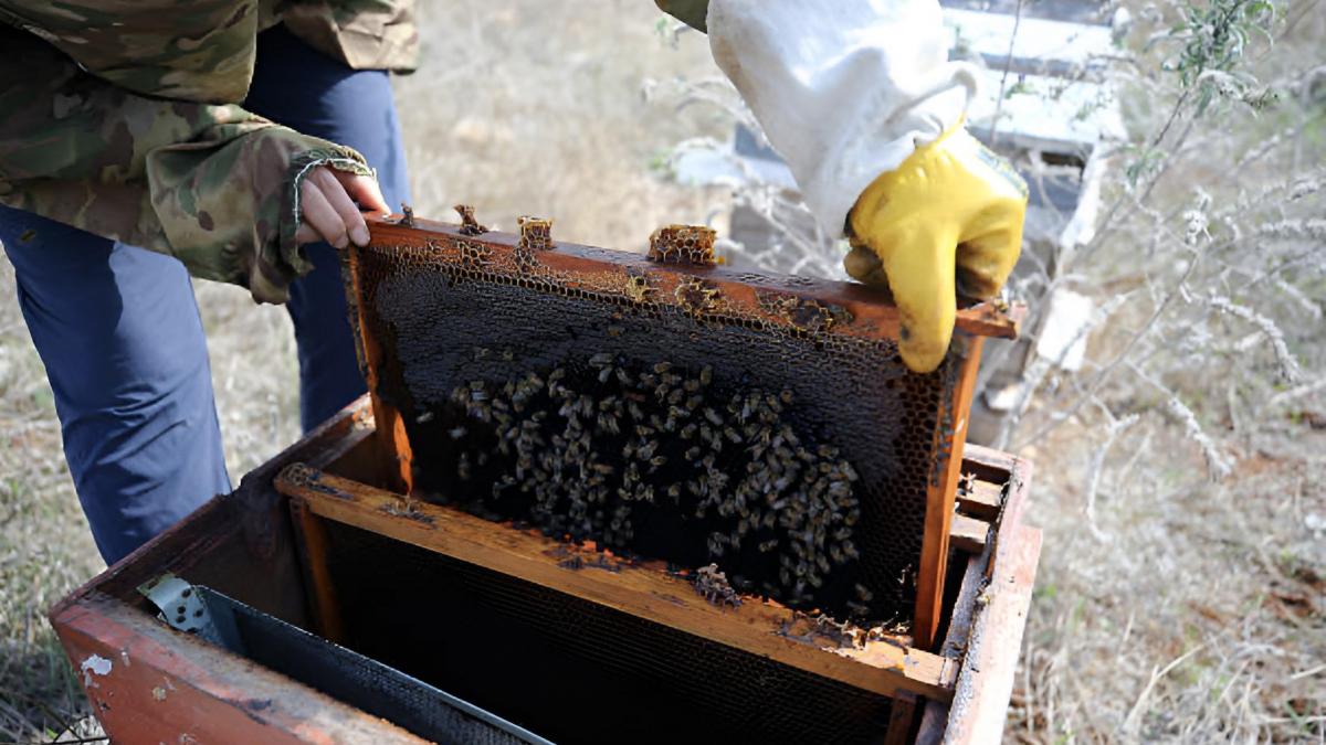Los apicultores se reivindican tras quedarse fuera de las ayudas por la guerra de Irán: "Nos lo merecemos, con la polinización hacemos un servicio al resto de actividades agrarias"