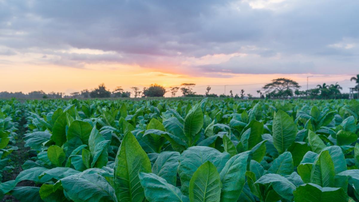 Un plan de Dinamarca amenaza a uno de los productos más exportados por Extremadura por una subida de impuestos sin precedentes