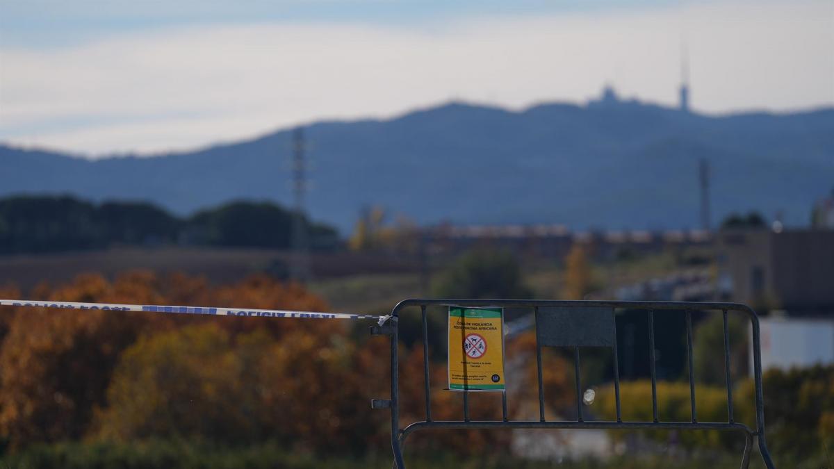 Cataluña acuerda con el sector 30.000 cerdos sanos cerca del foco de la ...