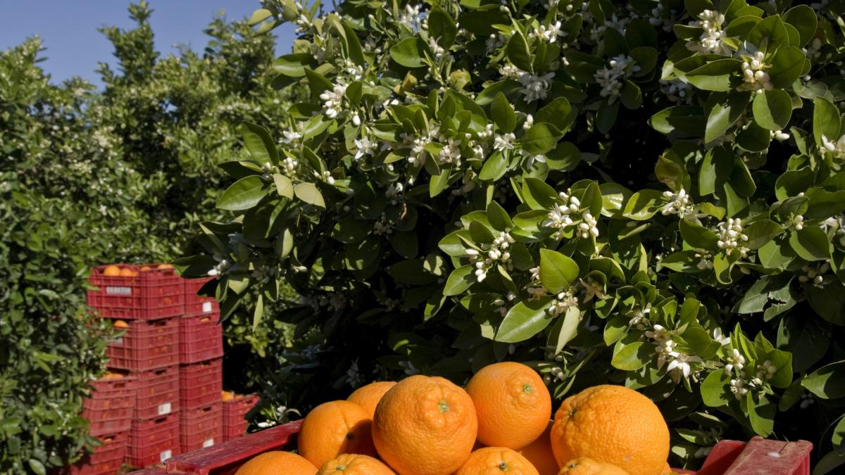 Paco, agricultor, vende online las naranjas de su abuelo: "Se me quedan 1.290 euros. Estoy dispuesto a perder este año mi naranja por dar educación de campo"
