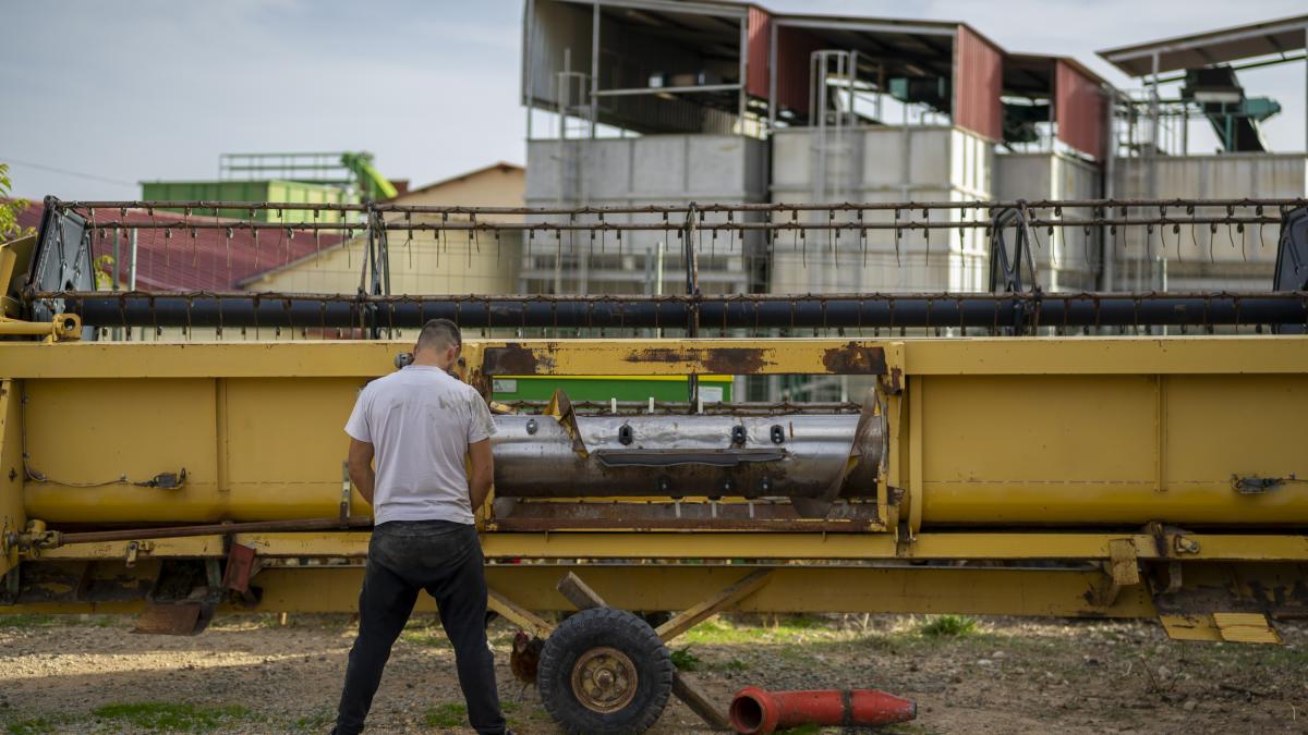 Mario Selo, joven de 22 años, deja la Mecatrónica para meterse a agricultor:  Puedes ganar 70 euros al día 