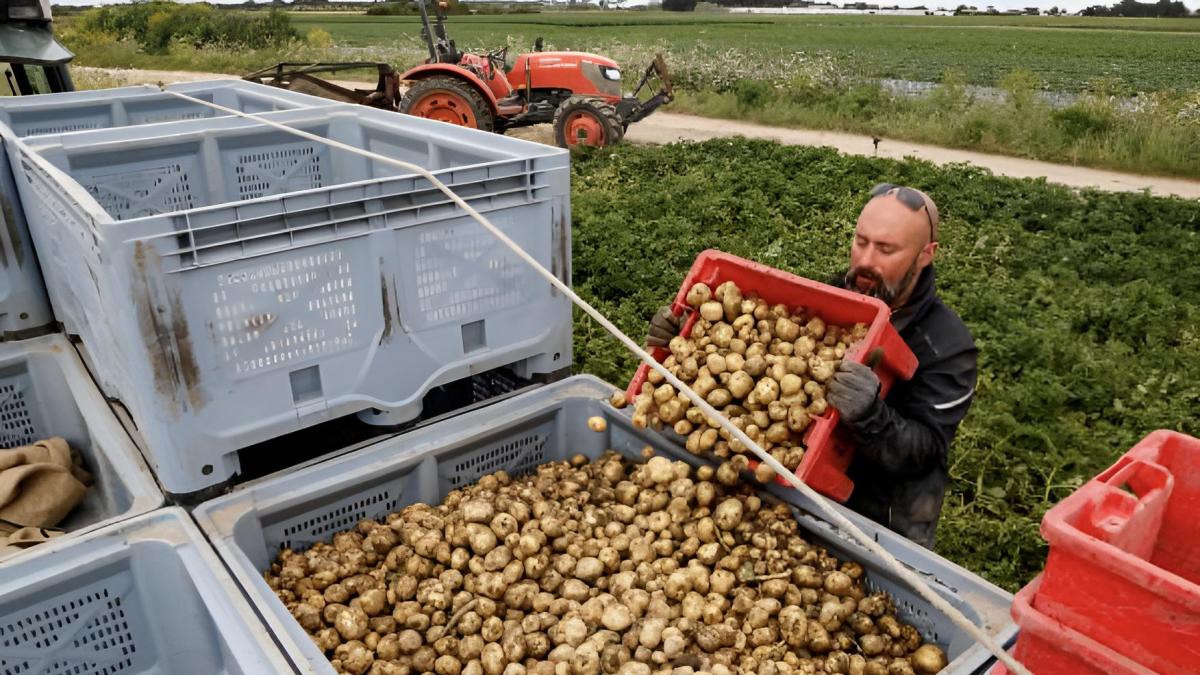 Una familia de agricultores regala 150.000 kilos de patatas porque la industria no se los compra: este año se ha alcanzado un récord histórico de 860.000 toneladas de excedente en Europa