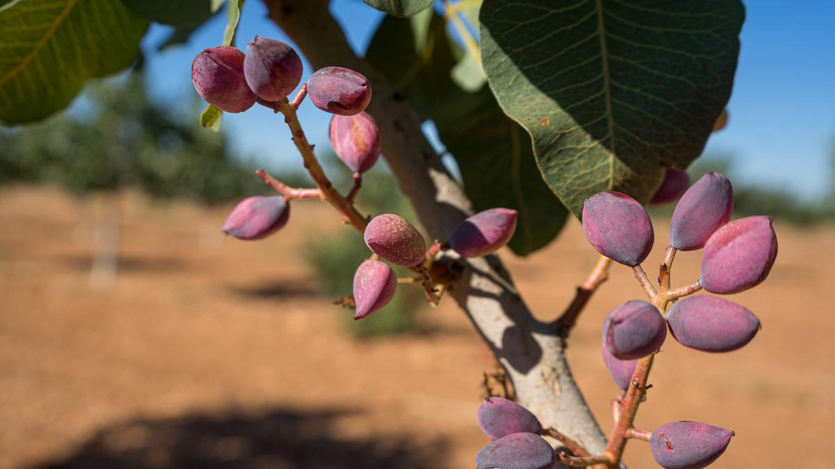 Un joven agricultor de Villarobledo se monta su negocio del siglo gracias a sufrir con los pistachos: "Imprescindible en cualquier casa"