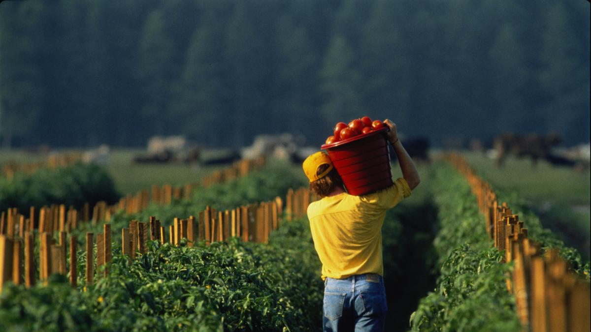 Multan a Maikel, agricultor valenciano, con 6.000 euros por cambiarse al pueblo de al lado: "Pone en peligro la viabilidad de mi explotación"