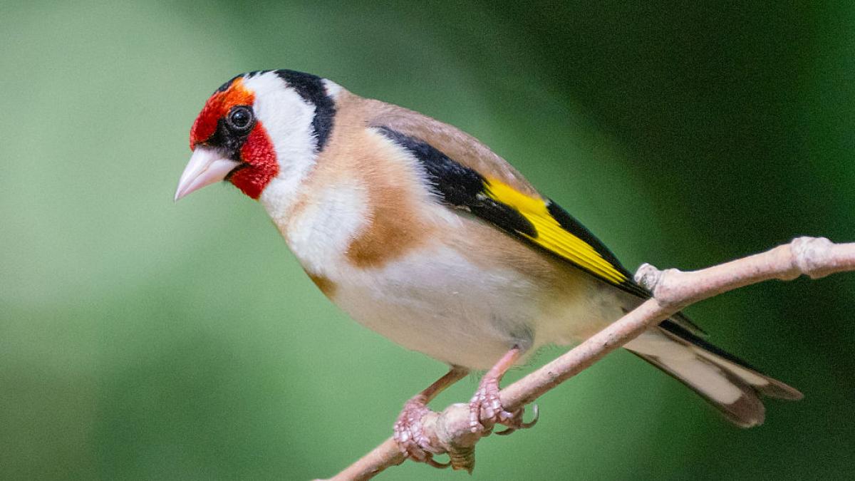 La alondra común, el cormorán moñudo y el jilguero europeo se disputan el título de Ave del Año 2026