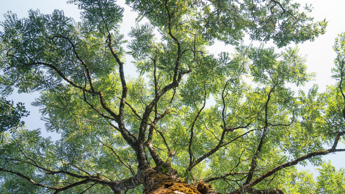 Destapa la razón por la que algunos agricultores colocan piedras en las cruces de los árboles