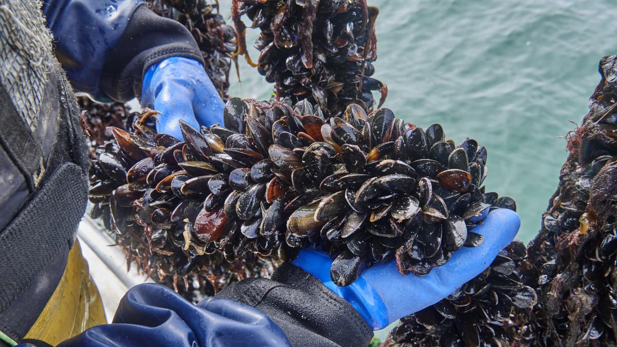 Con más de 777.000 toneladas al año, China domina la producción mundial de mejillones y explota megagranjas marinas que han convertido su cultivo en una de las mayores industrias de proteínas del planeta
