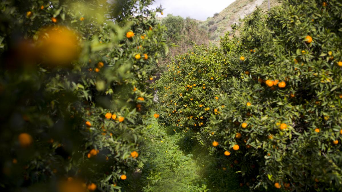 Fascinación de un chef británico al tropezar en la costa este de España con el  Jardín del Edén  de los cítricos