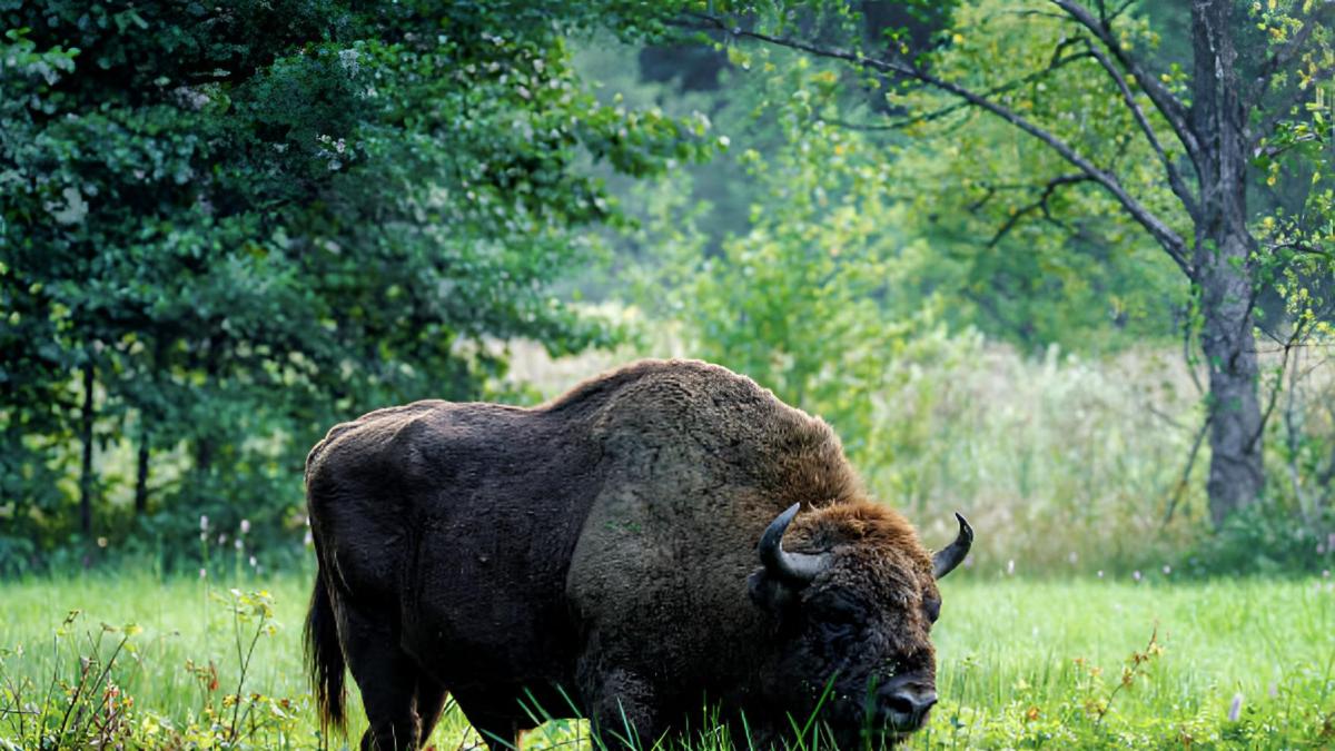 European Bison Return to Spain to Combat Wildfires & Restore Ecosystems