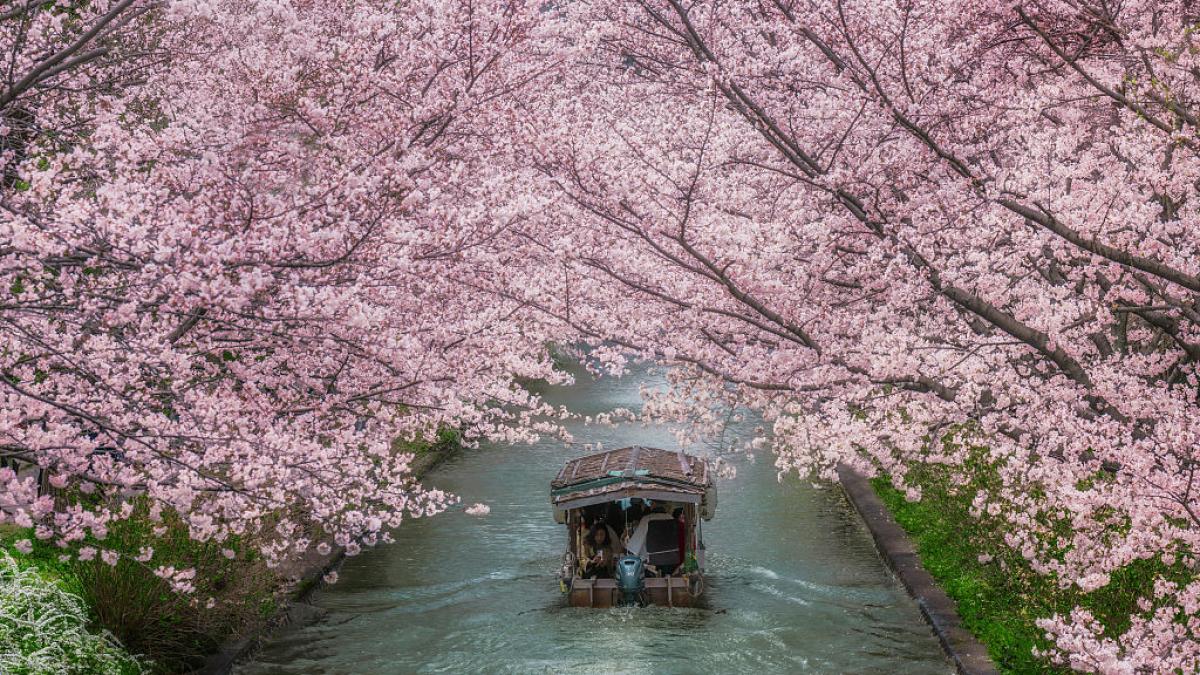 Orinan en los jardines y se cuelan en cualquier casa: Japón cancela su festival más famoso por el "turismo salvaje"