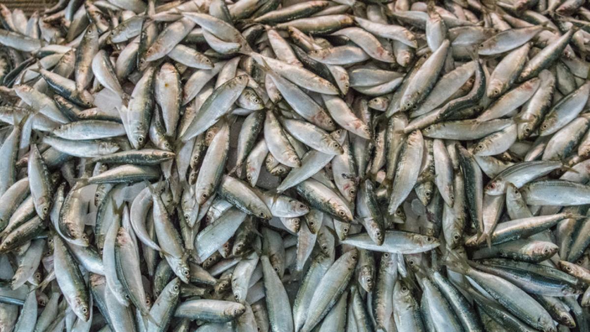 Lo que comemos no siempre es lo que dice el menú: detrás del 20% del comercio del pescado hay fraude