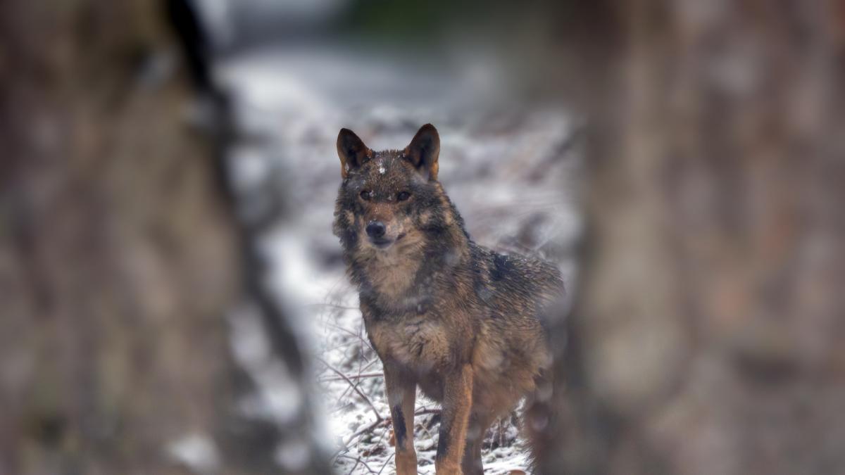 Confirmado por el Tribunal Supremo: está permitido cazar lobos si es la única solución para evitar daños al ganado