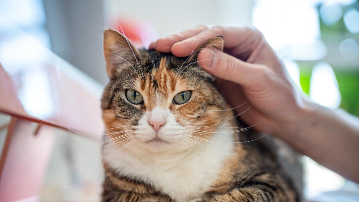 Los veterinarios coinciden: los gatos que salen a la calle viven entre 2 y 3 años menos que los que se quedan en casa, y el 70% de los que son atropellados no sobreviven