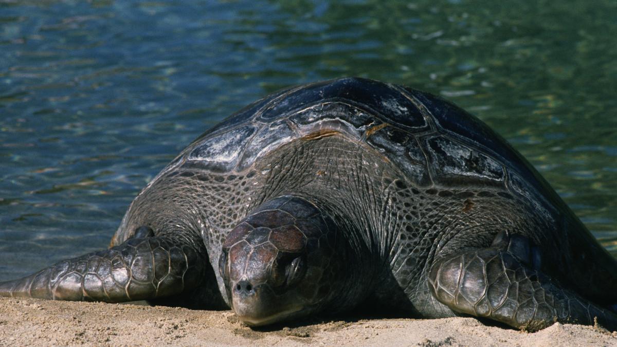 Aparece en Cantabria el cadáver de un animal gigante y los científicos no dan crédito:  Este ejemplar podría llegar a medir 3 metros y pesar 800 Kg 