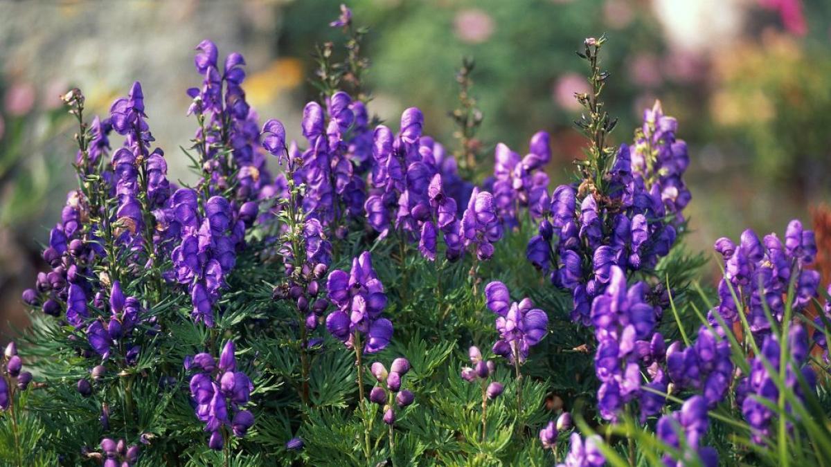 Los expertos en toxicología coinciden en que el acónito azul es la planta más venenosa de Europa: 0,2 gramos en la piel producen quemaduras y parálisis en minutos