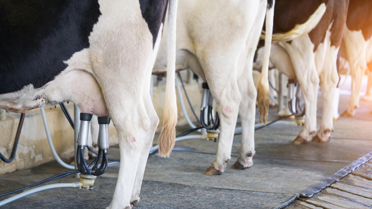 Ana y Erika, 40 años, tras dejarlo todo por una cuadra de vacas en Cantabria:  Nos apuntamos al gimnasio solo para ducharnos con agua caliente 
