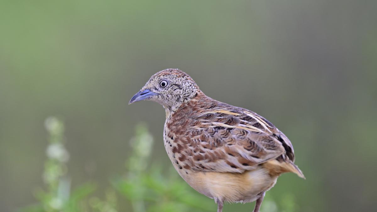"Es una obligación moral traerlo de vuelta": los investigadores que llevan décadas buscando el torillo andaluz en Marruecos piden a España que actúe antes de que sea tarde