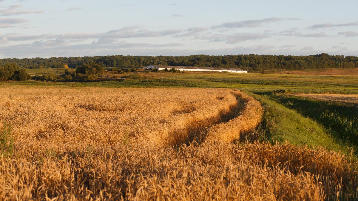 Una mujer de 82 años rechaza 26 millones de dólares que le ofrece una empresa de IA por su granja: "Son unos mentirosos. Es una estafa"
