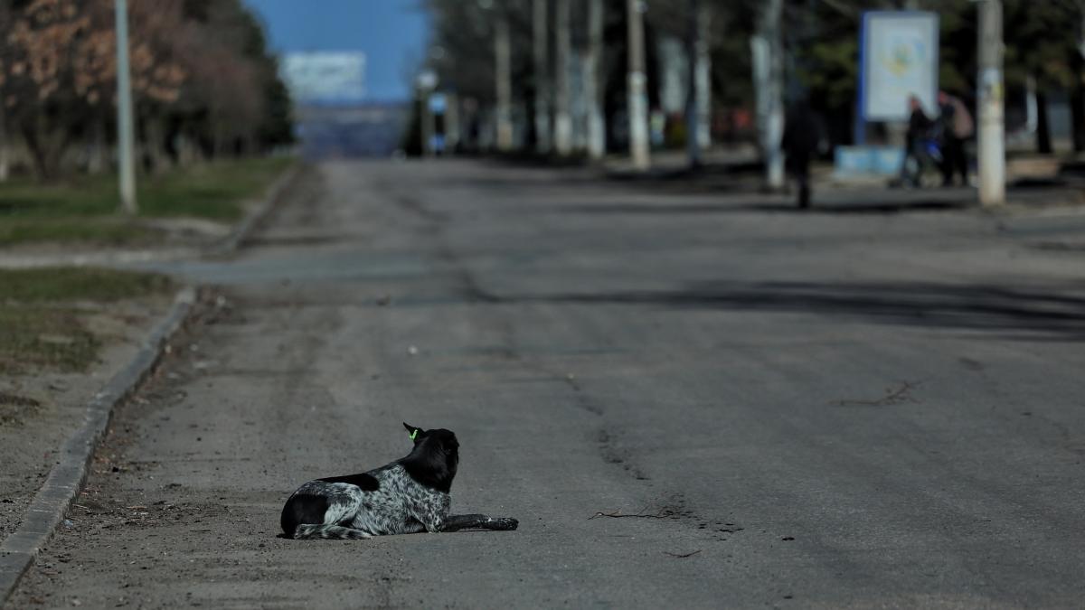 Los zoólogos de Ucrania y Polonia coinciden: la evolución de los perros callejeros en Ucrania en tiempo real es una de las pruebas más perturbadoras de lo que el conflicto le hace a la naturaleza