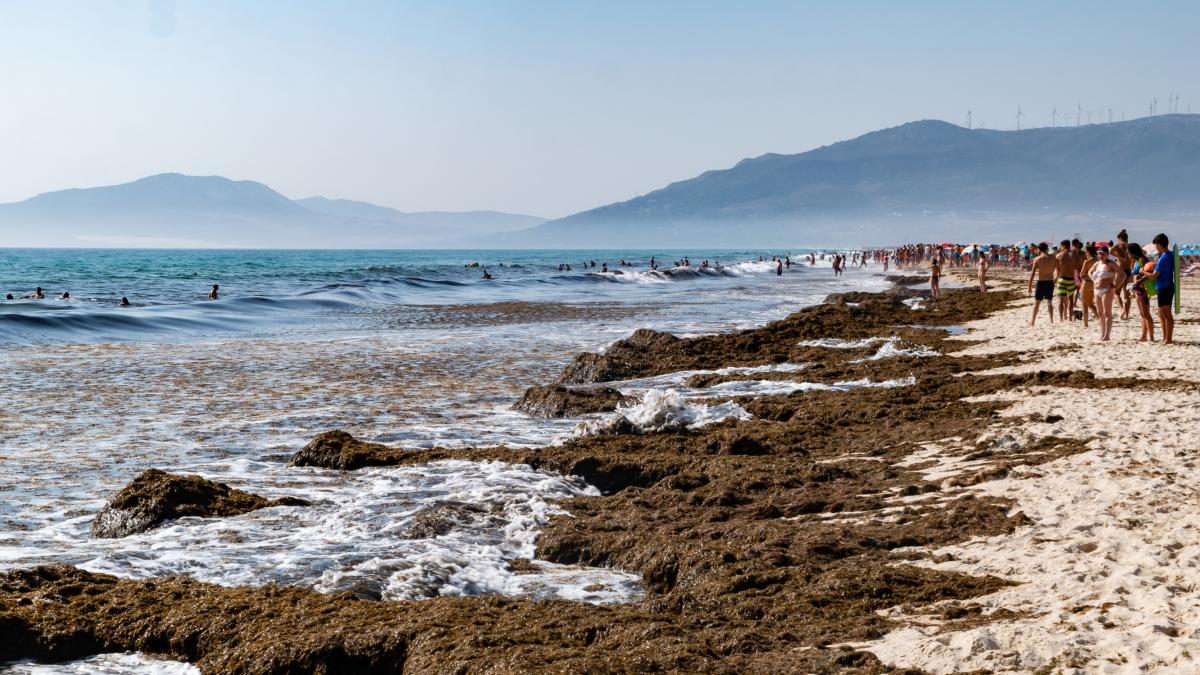 El alga asiática que invade las costas andaluzas desde 2015 puede generar medio millón de nuevos ejemplares por metro cuadrado al año