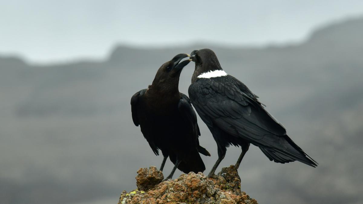 Dos cuervos africanos llevan 15 años sobrevolando Las Palmas porque son tan inteligentes que aprendieron a reconocer los coches de los veterinarios que intentaban capturarlos