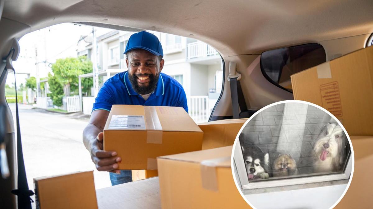 El repartidor que durante 3 años fotografió a los perros de una clienta en cada entrega les dedicó su último día de trabajo: "Verles en la puerta siempre me alegraba los días más largos