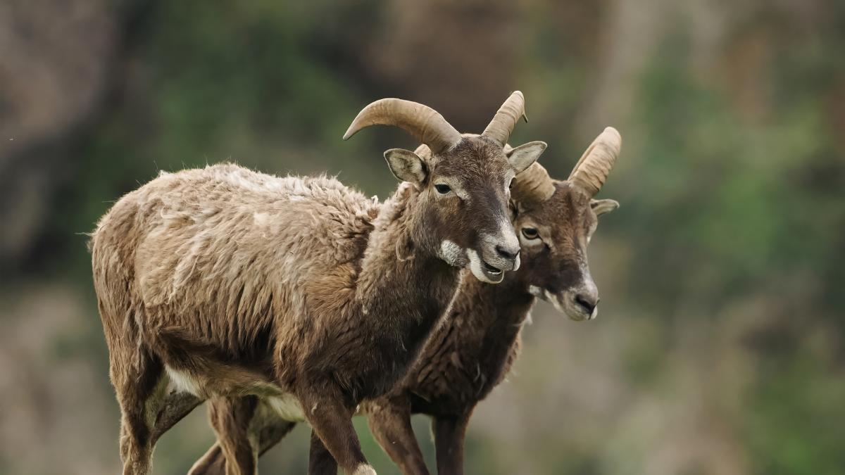 Ni jabalíes ni lobos: una plaga de muflones en manada está arrasando los cultivos de Alicante