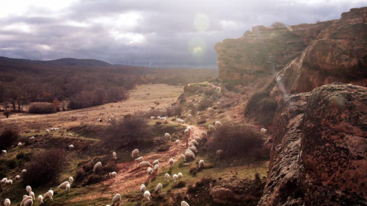 Los últimos pastores de la serranía de Cuenca coinciden: "No quedan ya rebaños en el campo: los están comprando los ganaderos pakistaníes y marroquíes"