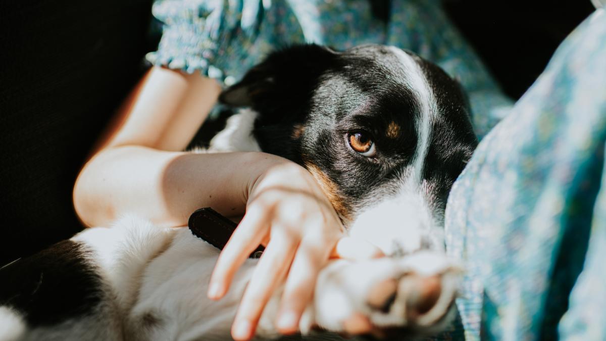 Denise Martínez, dueña de Honey, la perra que venció a un oso a los 12 años estando medio ciega: "La hemos bautizado como la matadora de osos, pero le tiene miedo a la aspiradora"