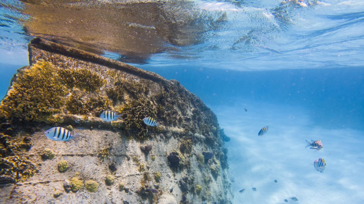 El galeón español que se hundió en 1656 con 650 hombres a bordo ocultaba un secreto de corrupción: lo han descubierto 370 años después en las Bahamas