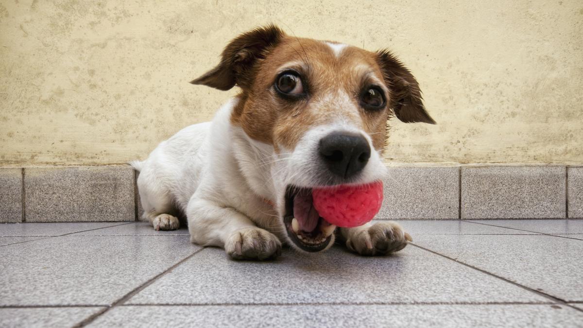 Una veterinaria da las claves para reaccionar si tu perro sufre un atragantamiento: "Nunca metas los dedos a ciegas"