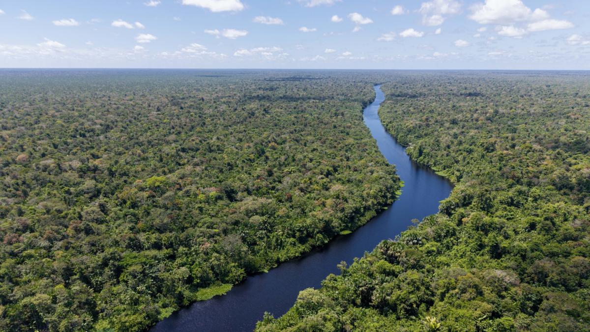 Buenas noticias para el mundo: el nivel de deforestación en el Amazonas cae a su nivel más bajo desde 2019, pero las amenazas continúan