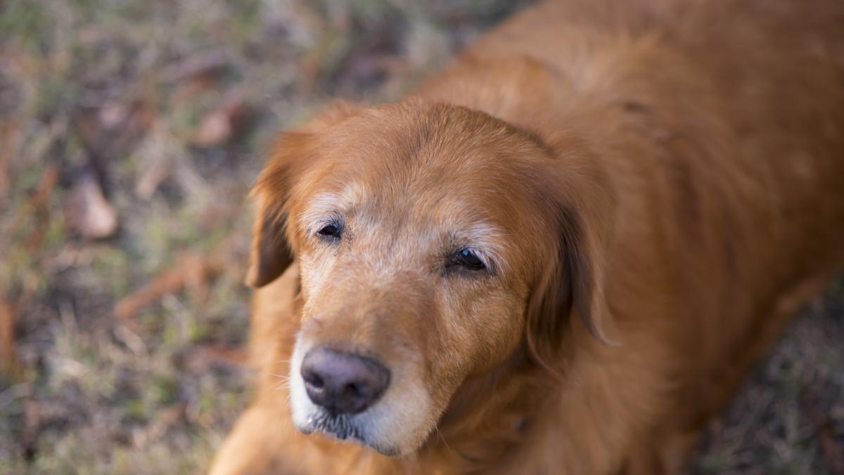 Un etólogo canino, sobre la vejez de los perros: "Pequeños ajustes en lo cotidiano le ayudan a sentirse más tranquilo y acompañado"